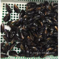 kerang kerang utuh dimasak beku